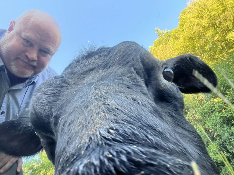 A man poses for a close-up selfie with a black cow against a backdrop of trees and blue sky, highlighting the connection between humans and farm animals.