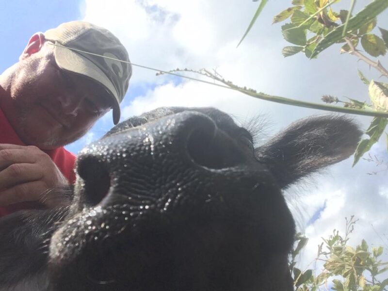 Close-up of a cow's nose with a person in the background, showcasing a playful interaction in a sunny outdoor setting. The image captures the textures of the cow's nose and the greenery surrounding them.