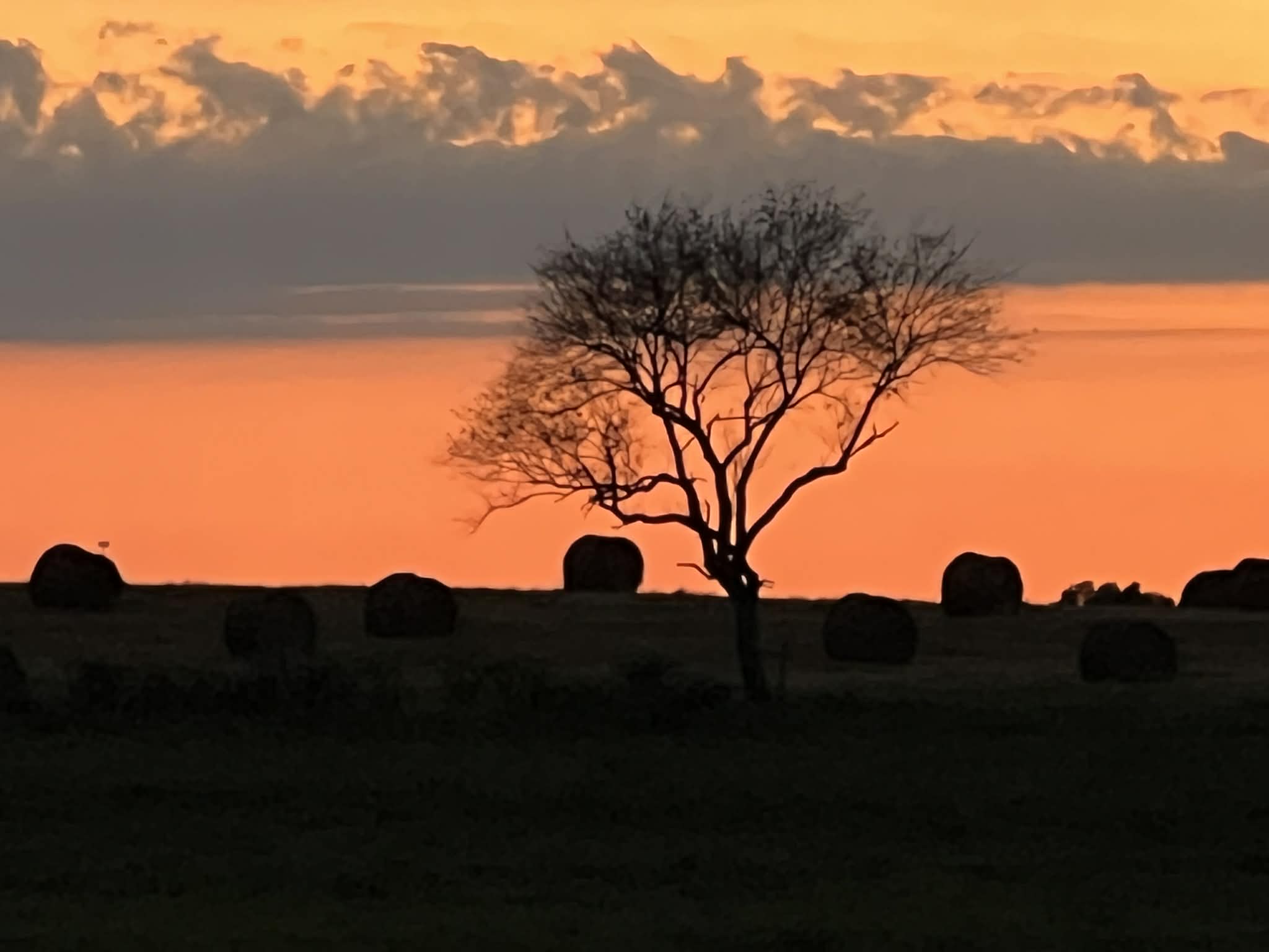 Farmer Emmet - Sunset and Cherry Tree EPB Silhouette of a solitary tree against a vibrant sunset, with rolling hay bales scattered across the field, creating a serene rural landscape.