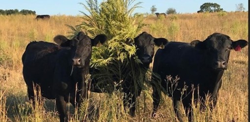 Farmer Emmet - cows in weedy field Two black cows standing in a grassy field with tall vegetation in the background, showcasing a rural farming landscape.